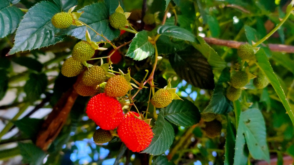 Money Spent on a&nbsp;Meal?